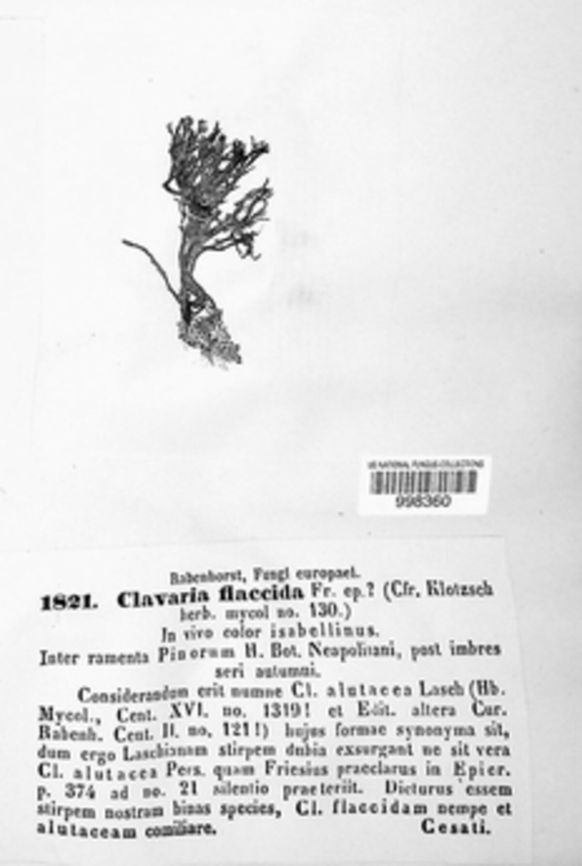 Phaeoclavulina flaccida image
